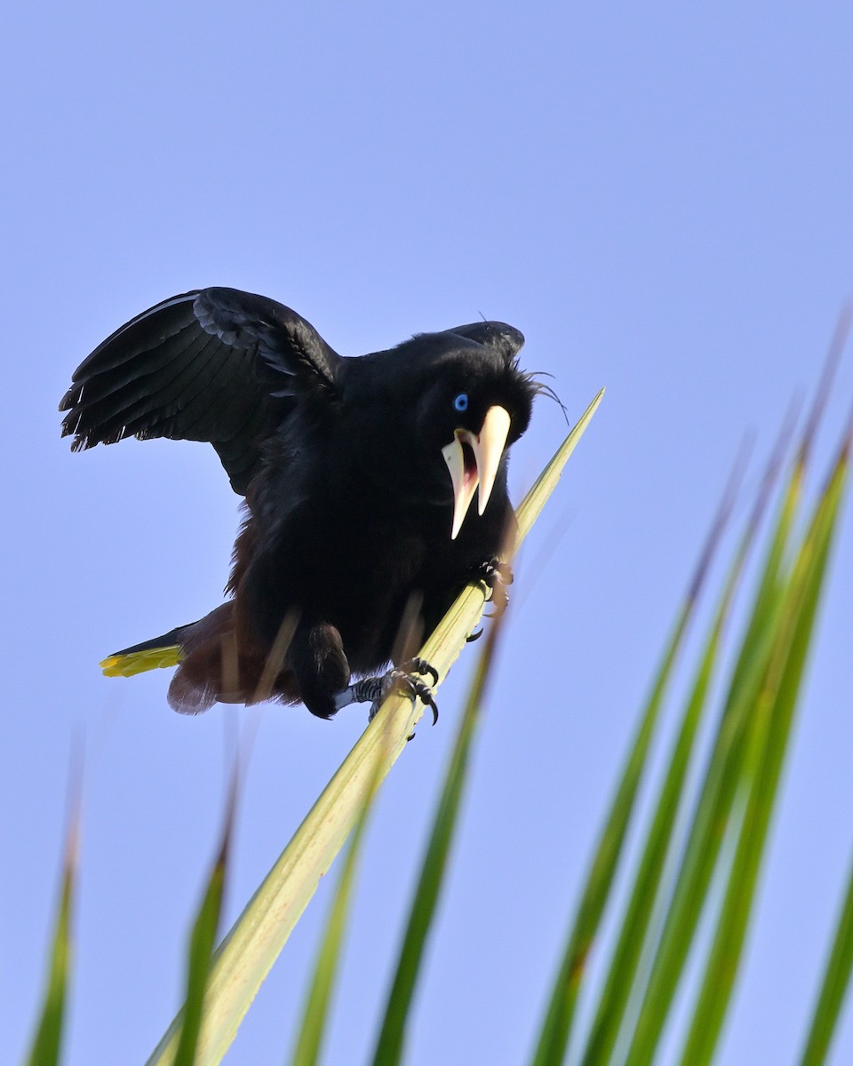 soldatoropendola - ML641556362