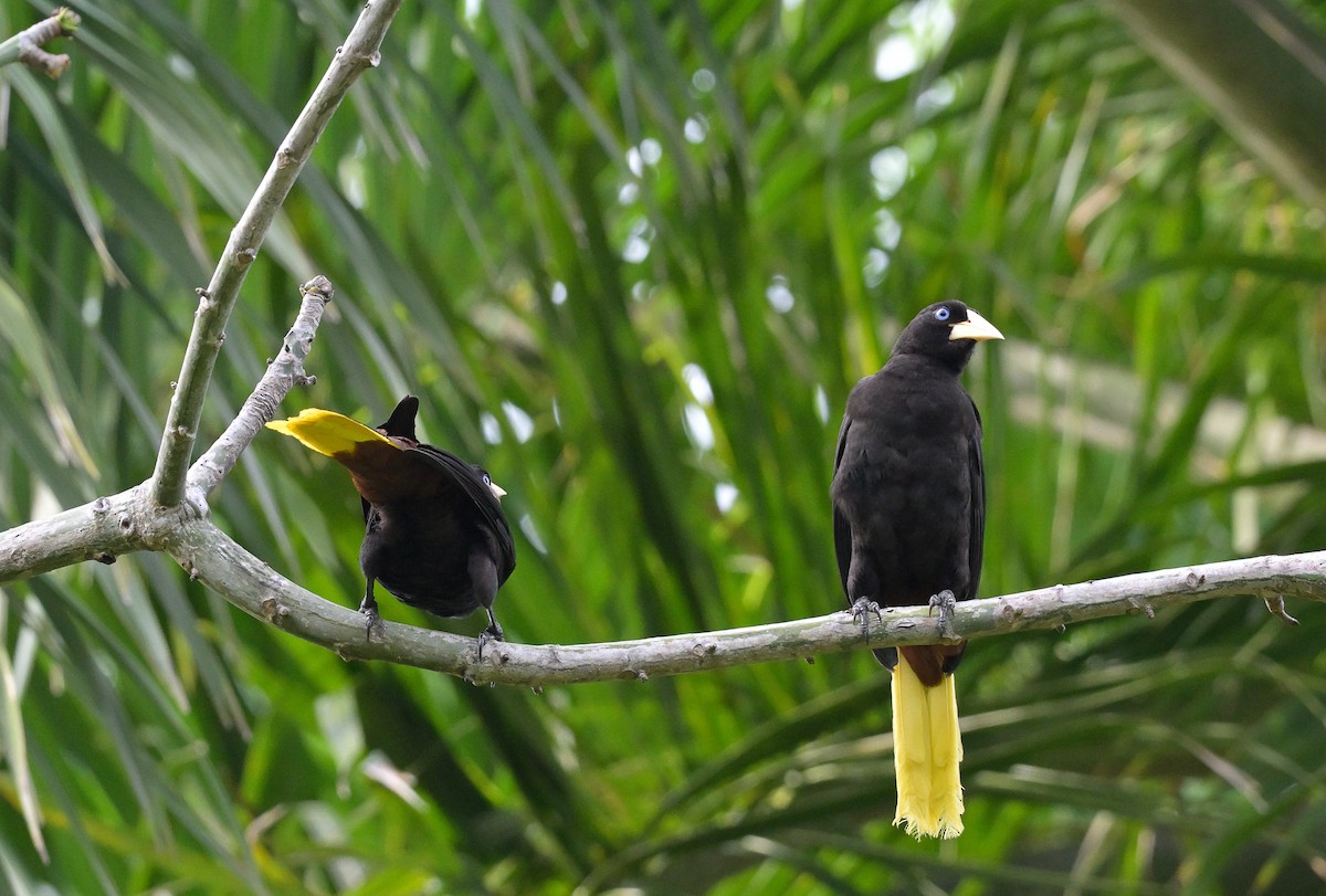 soldatoropendola - ML641556363