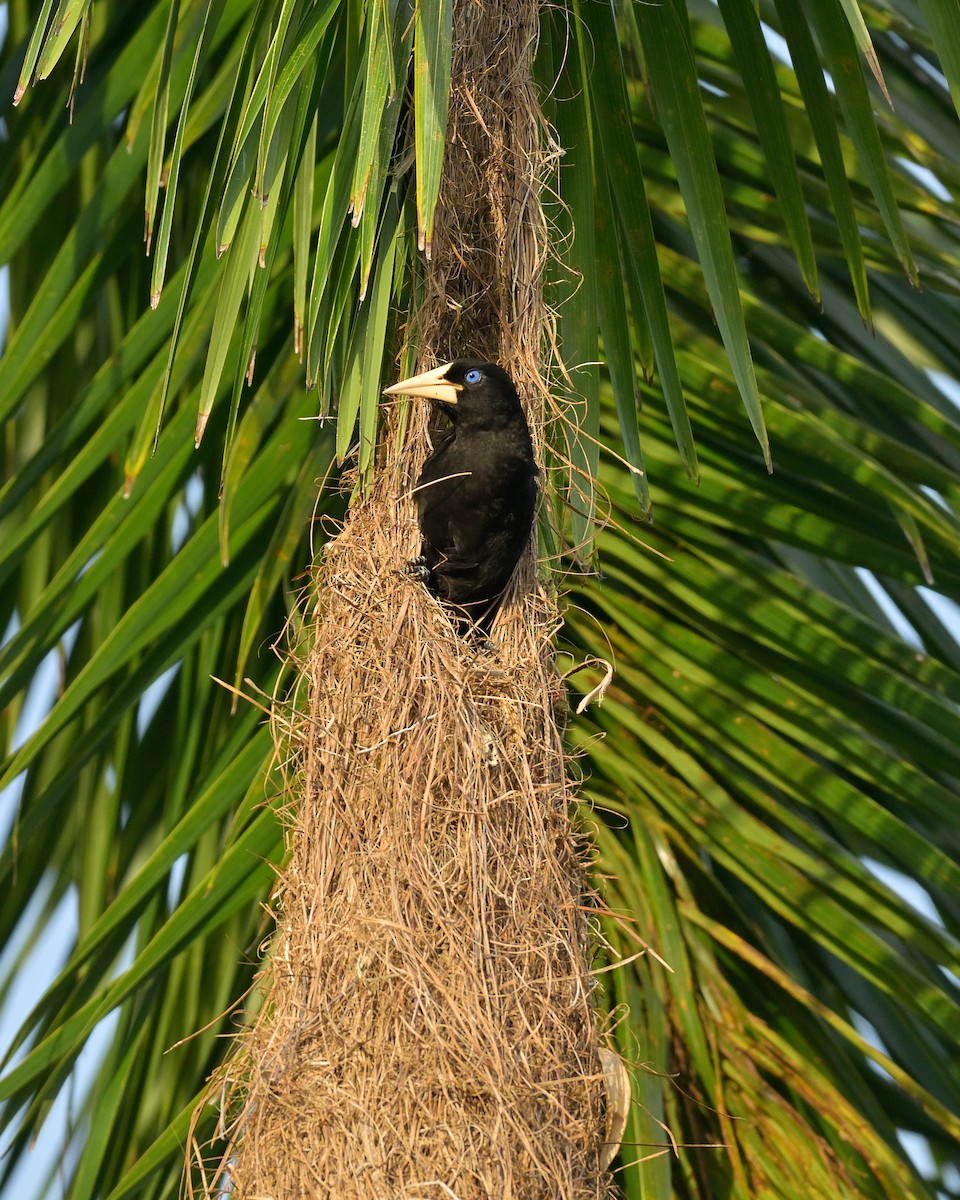 soldatoropendola - ML641556364