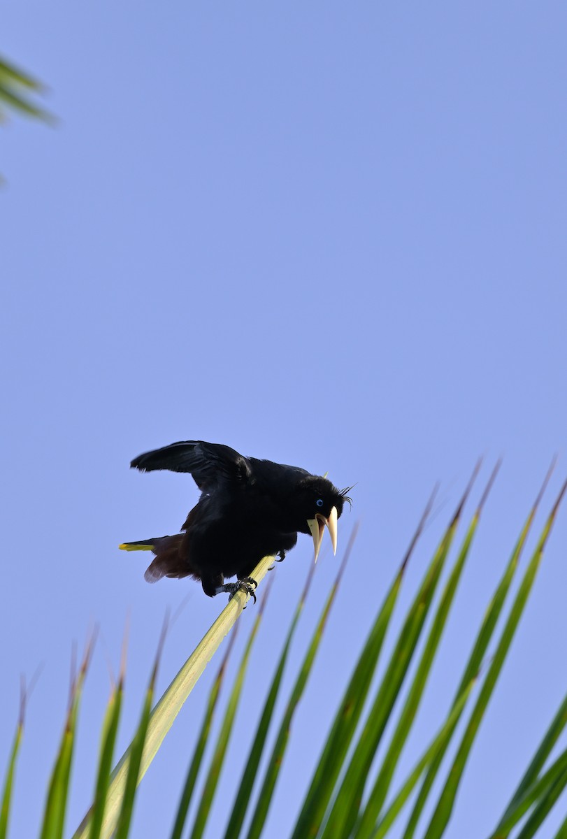 soldatoropendola - ML641556365