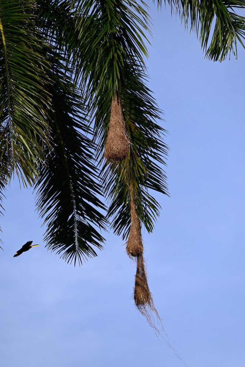 soldatoropendola - ML641556366