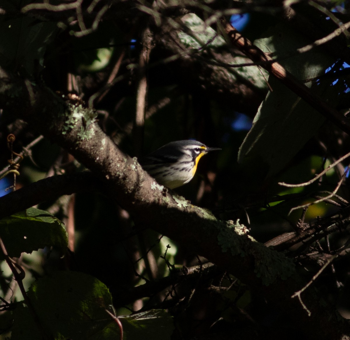Yellow-throated Warbler - ML641556399
