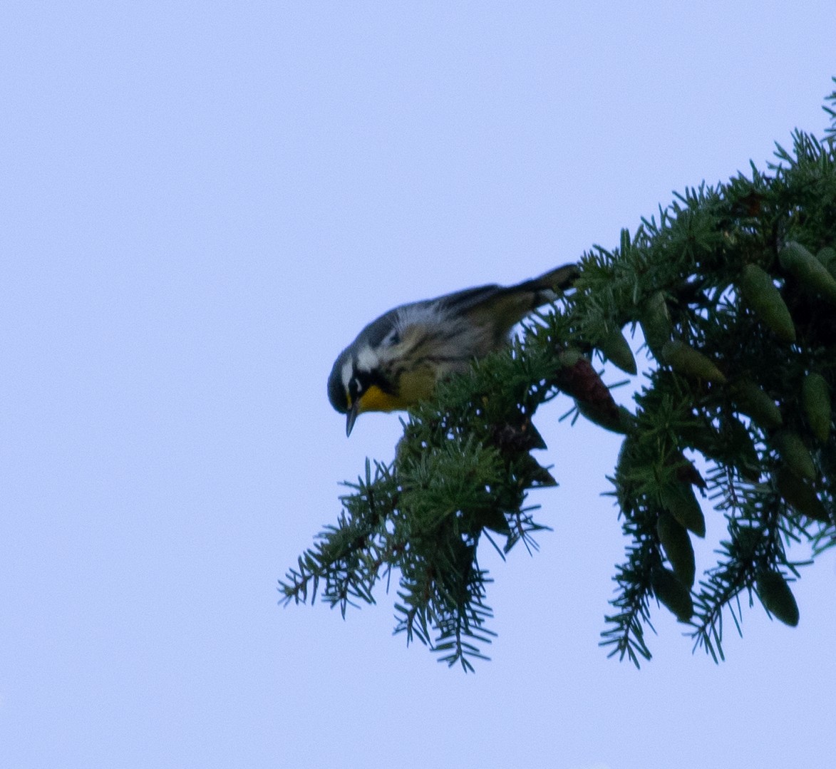 Yellow-throated Warbler - ML641556400