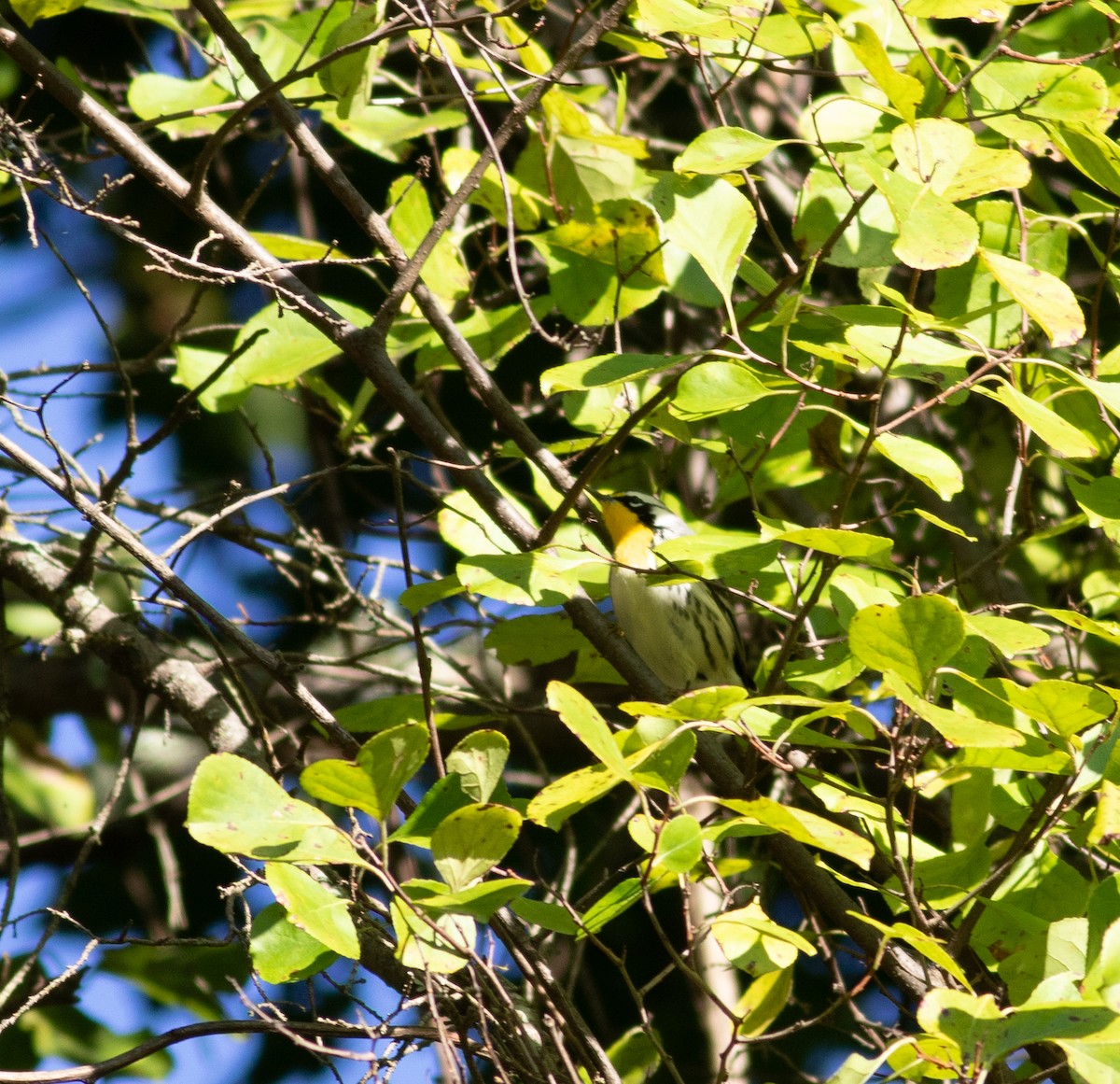 Yellow-throated Warbler - ML641556401