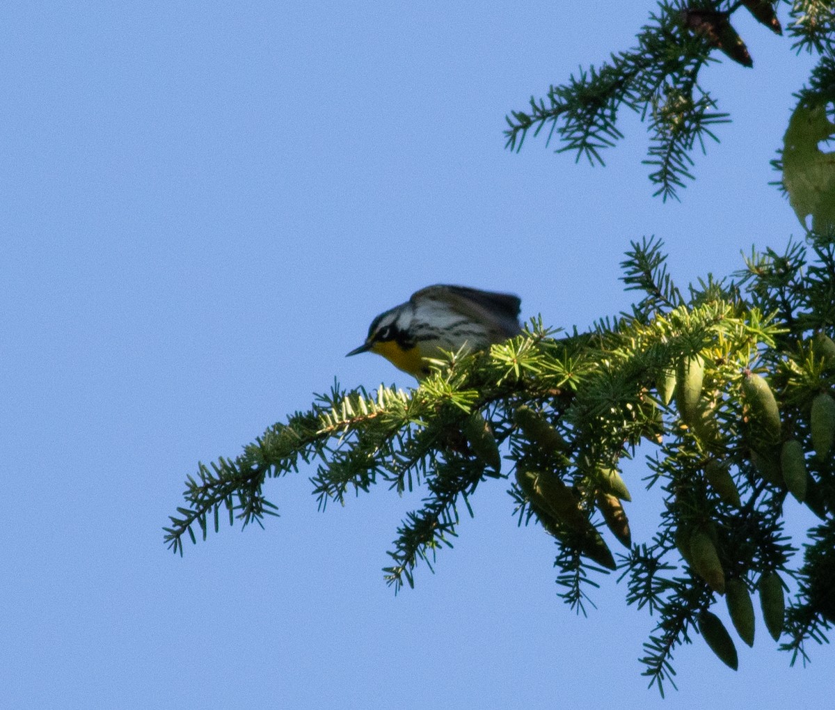 Yellow-throated Warbler - ML641556402
