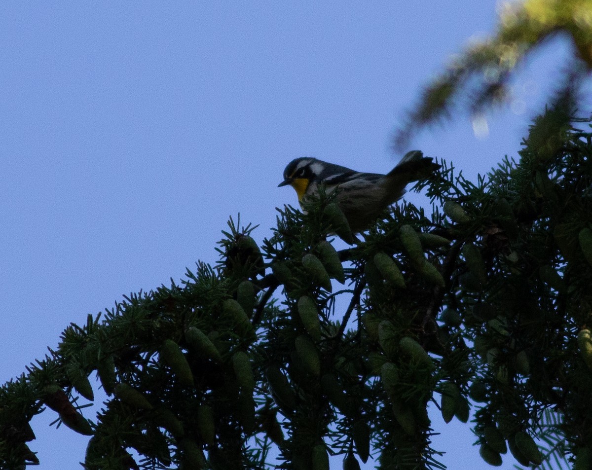 Yellow-throated Warbler - ML641556403