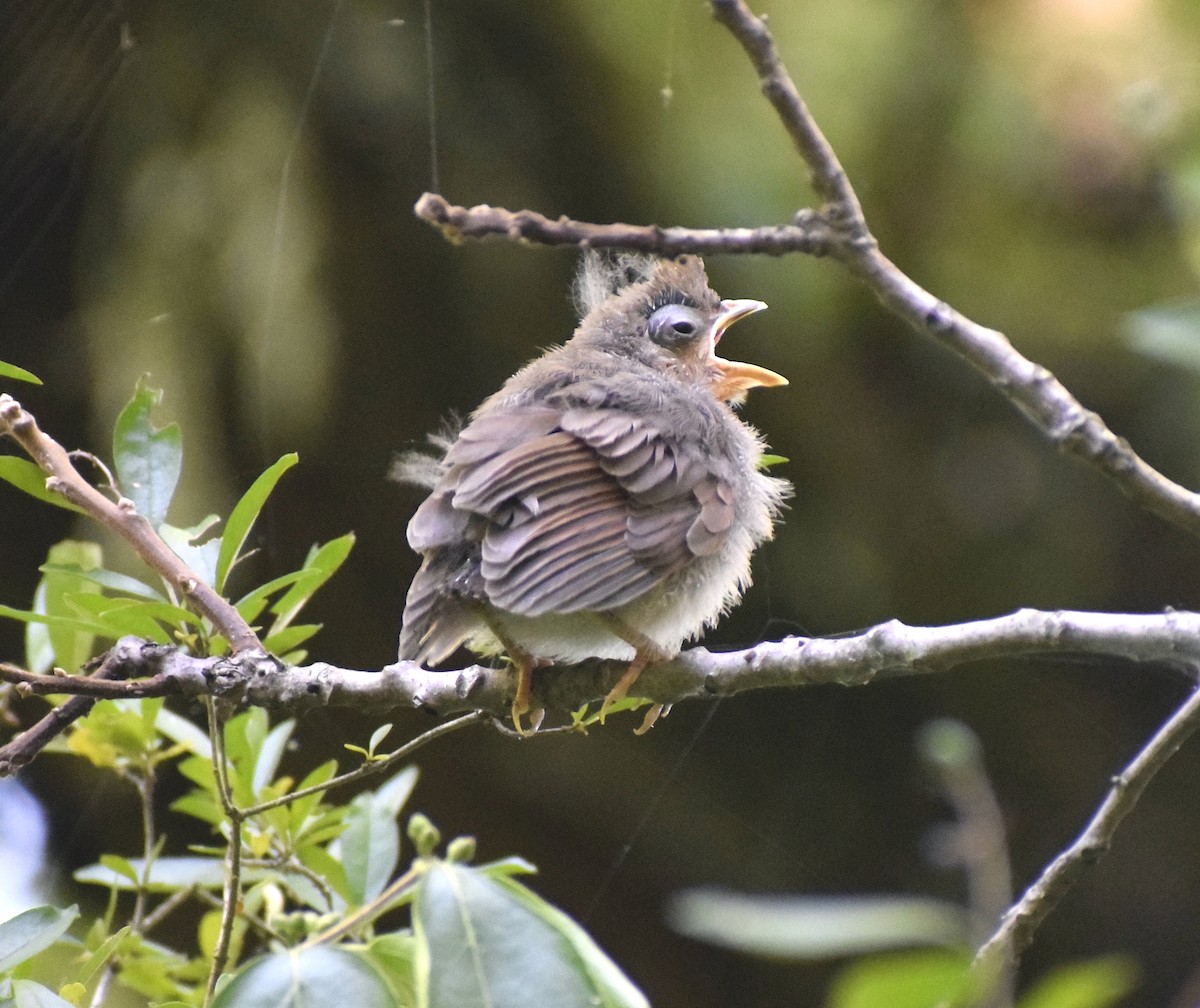 Northern Cardinal - ML641556423