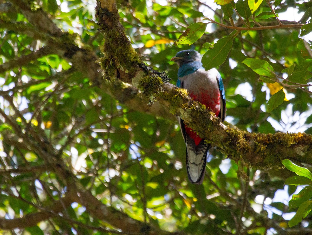 Resplendent Quetzal (Costa Rican) - ML641556431