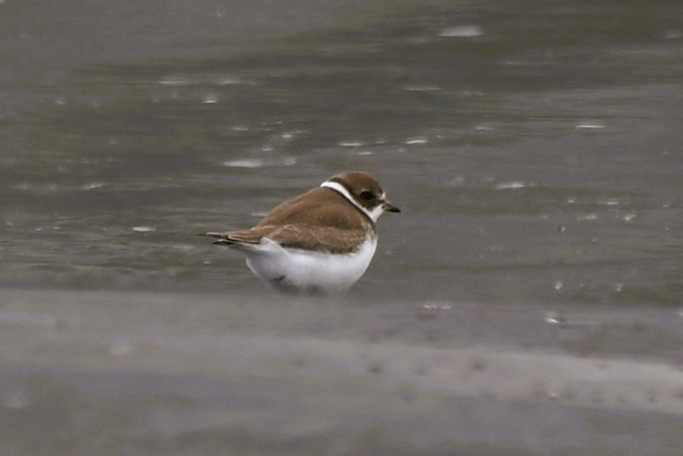Semipalmated Plover - ML641556455