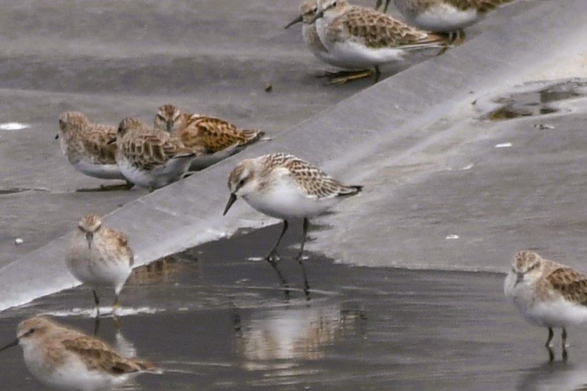 Semipalmated Sandpiper - ML641556529