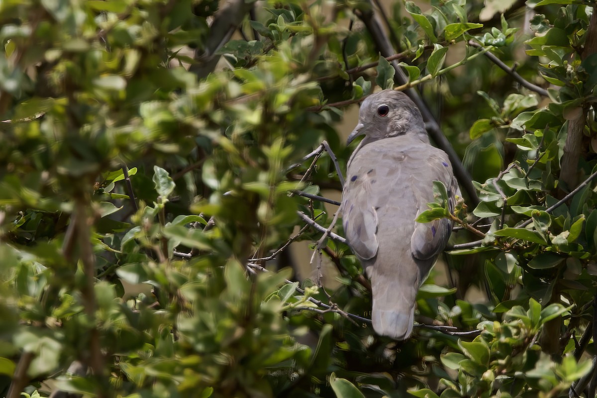 Plain-breasted Ground Dove - ML641556552