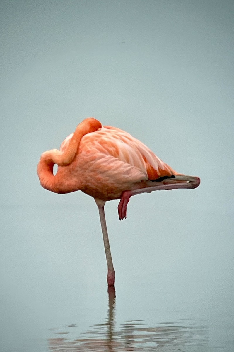American Flamingo - ML641556570