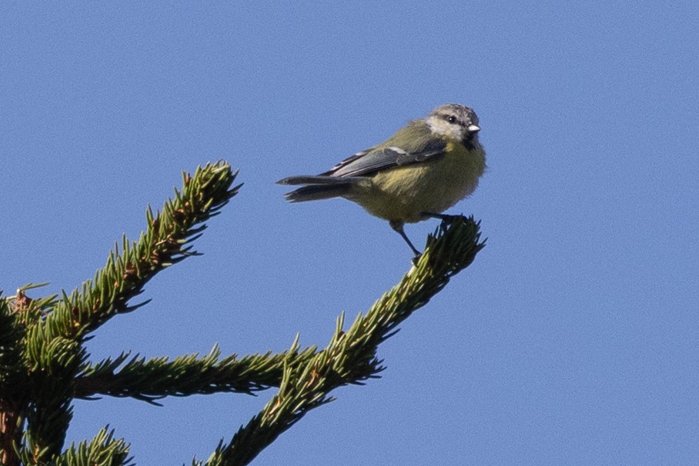 Eurasian Blue Tit - ML641556699