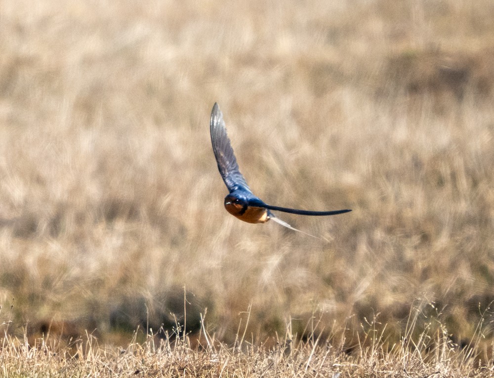 Barn Swallow - ML641556706