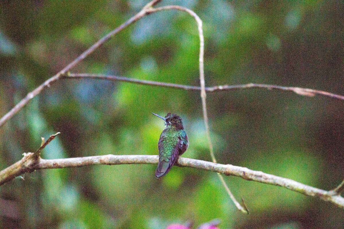 talamancakolibri - ML641556748