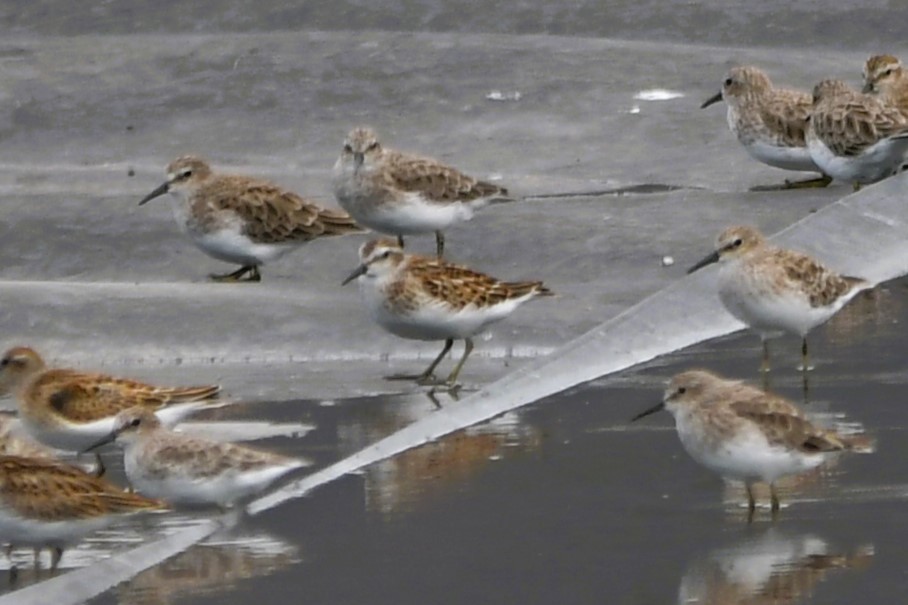 Least Sandpiper - ML641556765