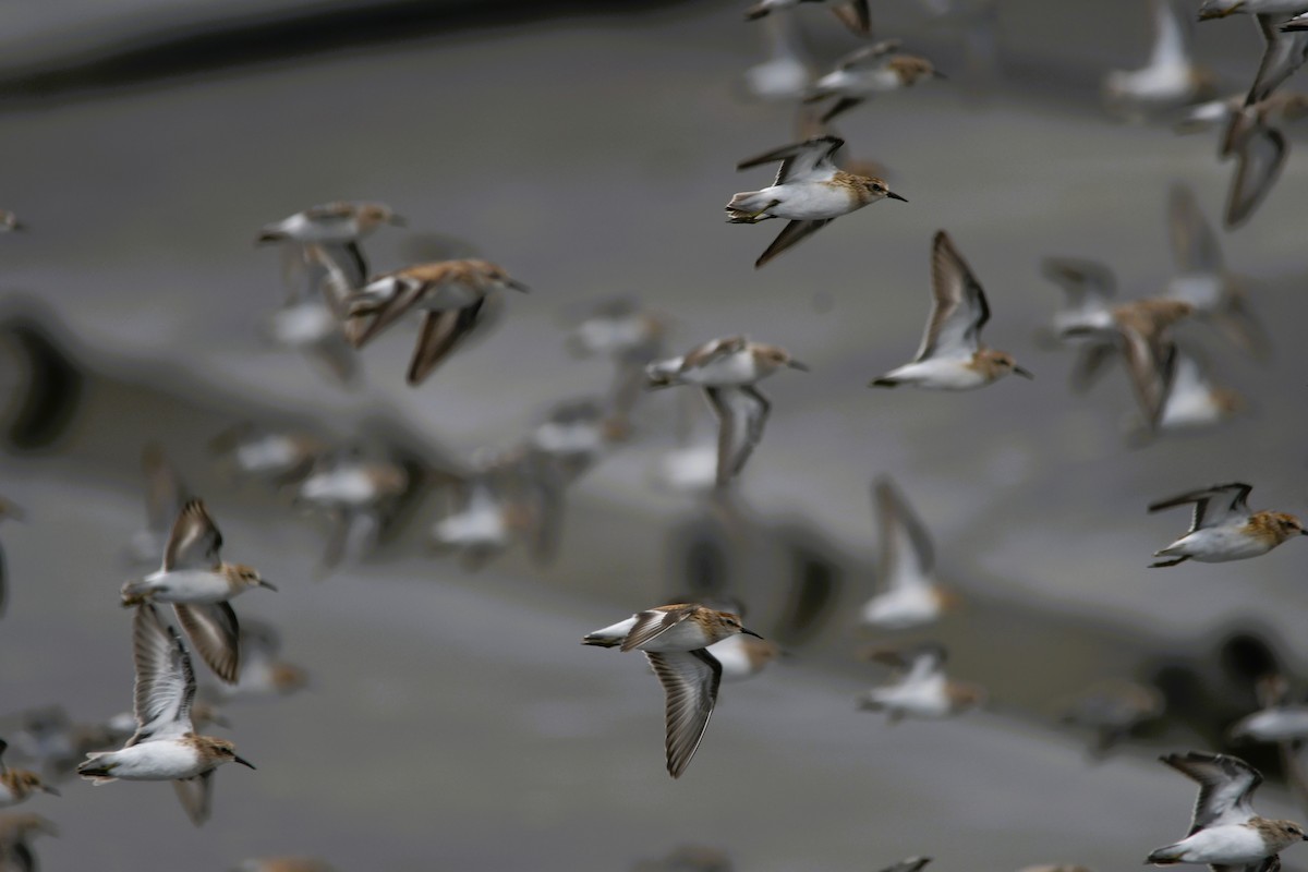 Least Sandpiper - ML641556766