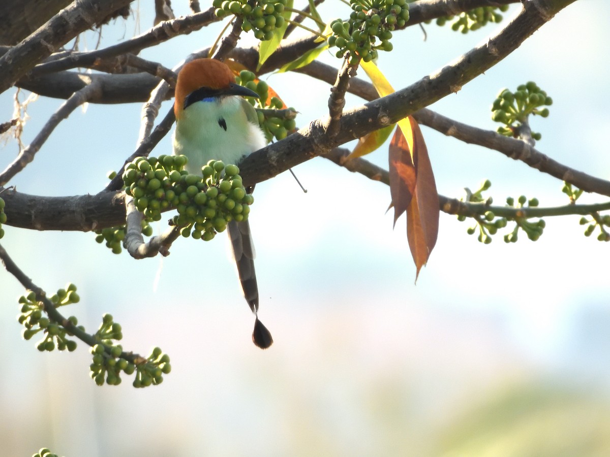 Russet-crowned Motmot - ML641556800