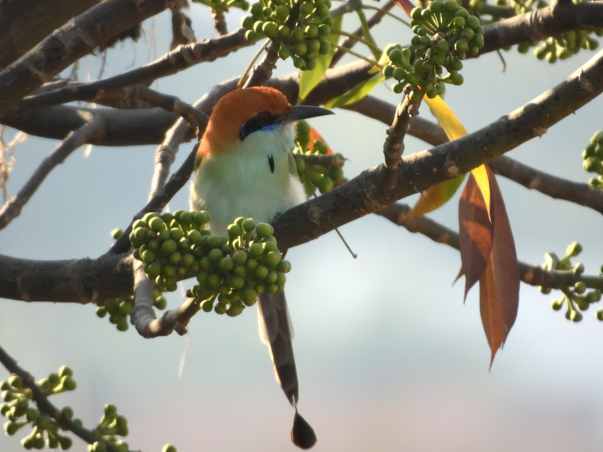 Russet-crowned Motmot - ML641556802