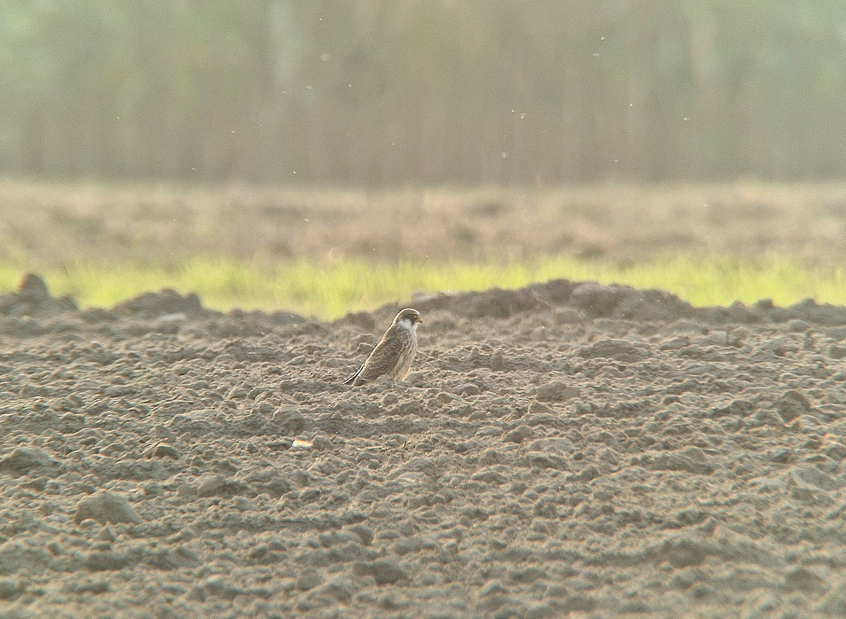Red-footed Falcon - ML641556830