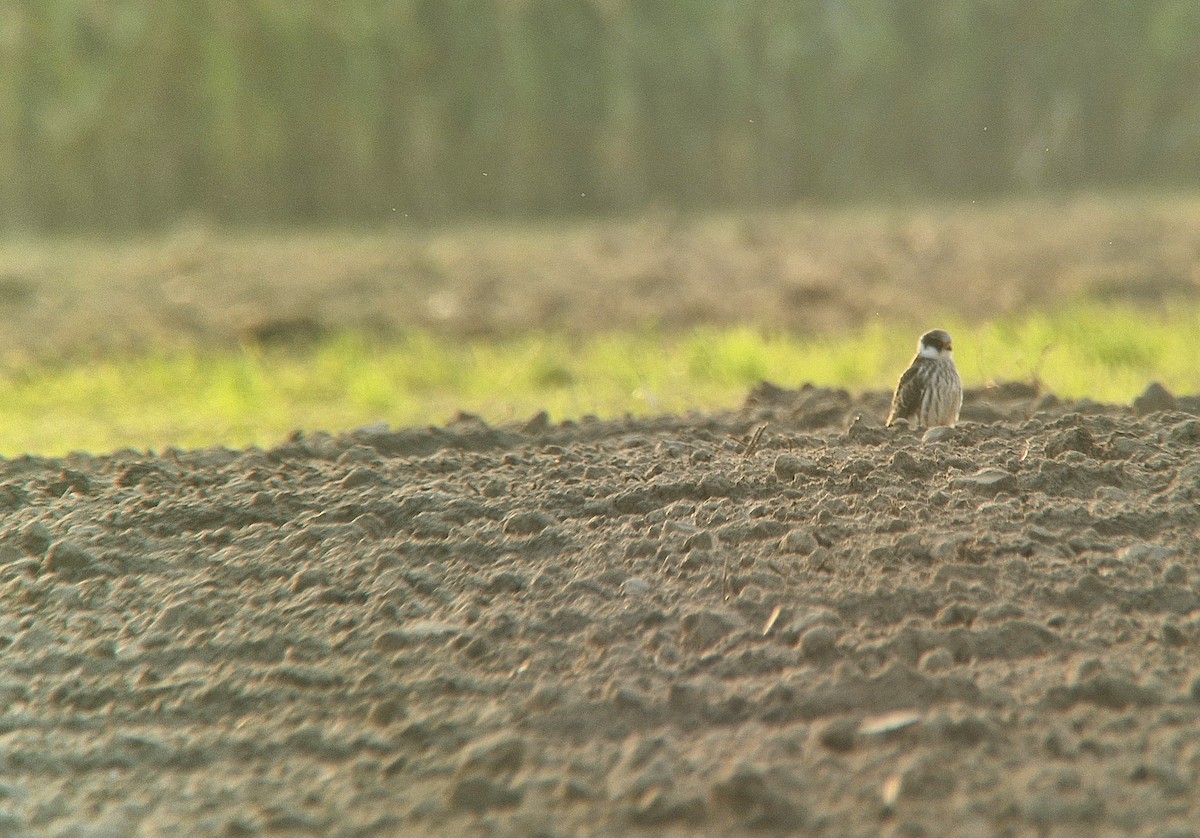 Red-footed Falcon - ML641556831