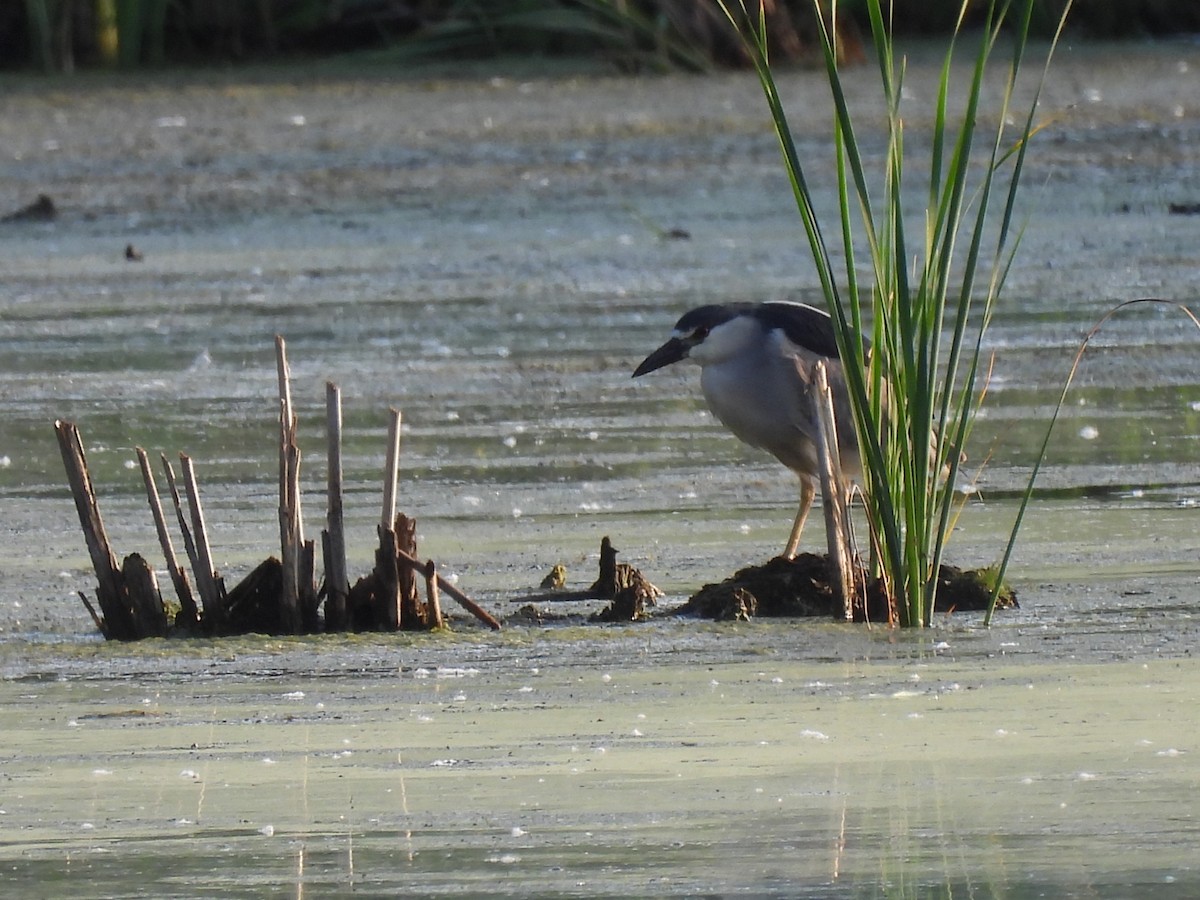 Black-crowned Night Heron - ML641556835