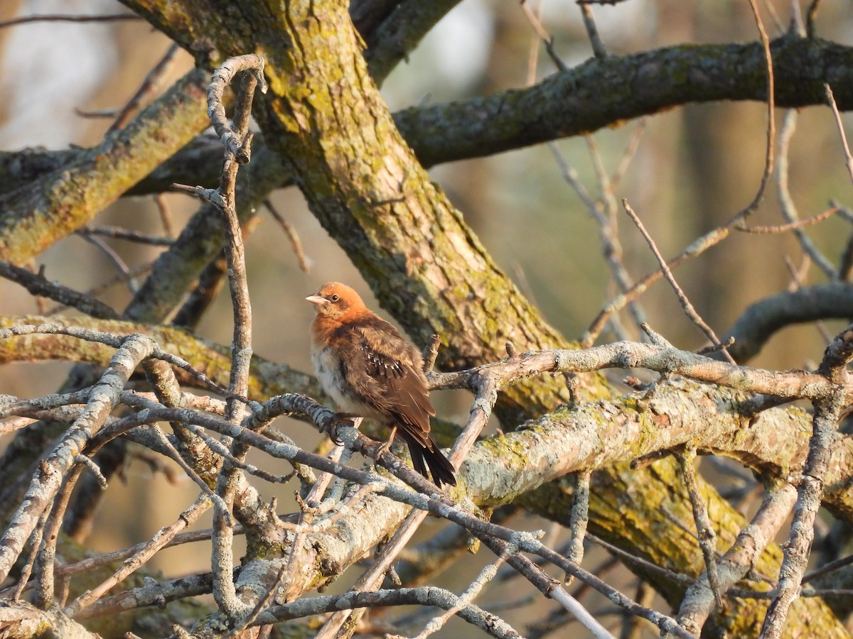 Yellow-headed Blackbird - ML641556844