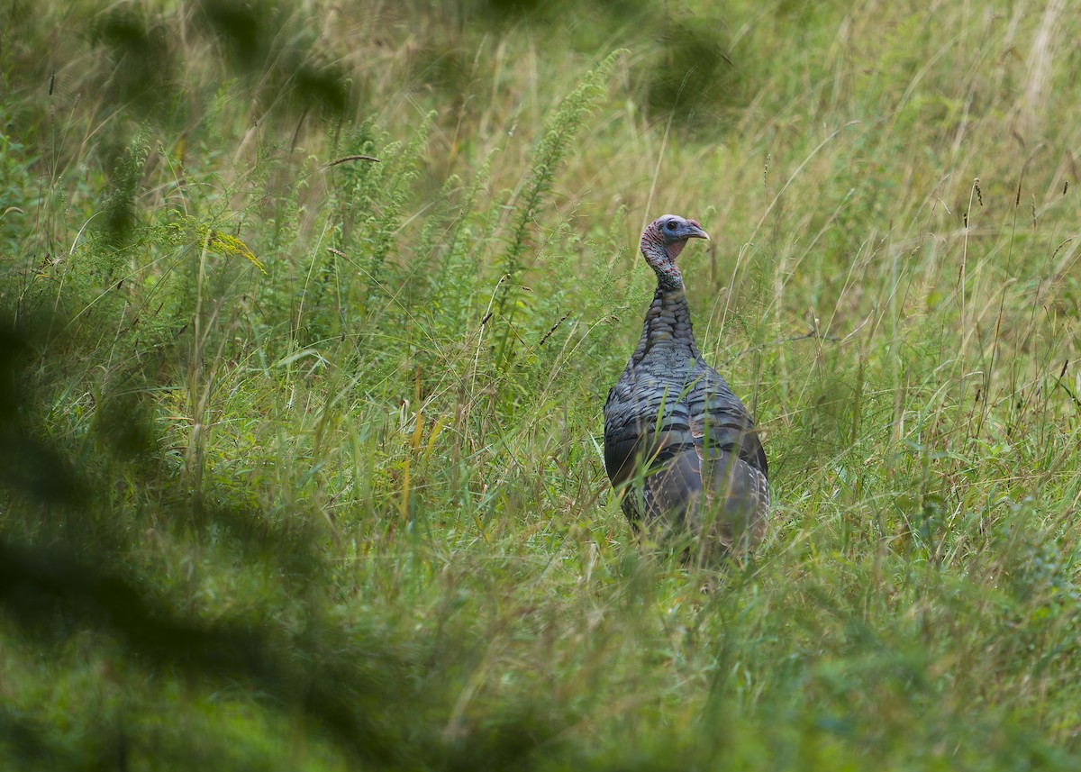 Wild Turkey - ML641556861