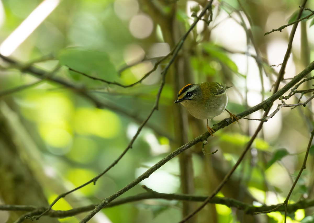Common Firecrest - ML641556878