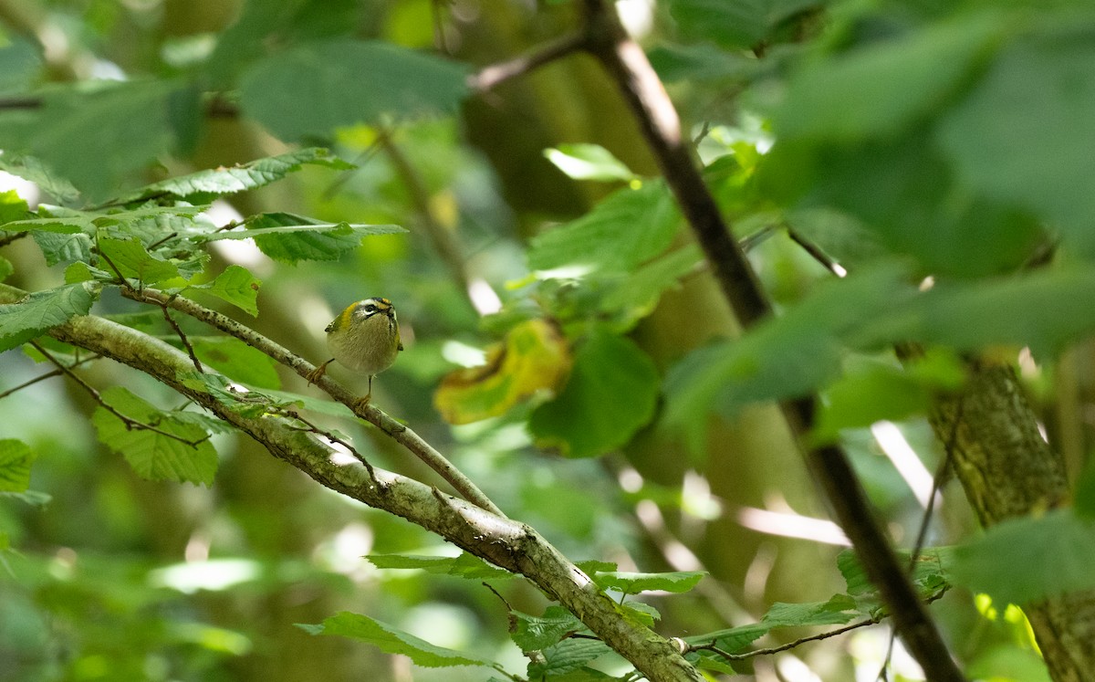 Common Firecrest - ML641556879