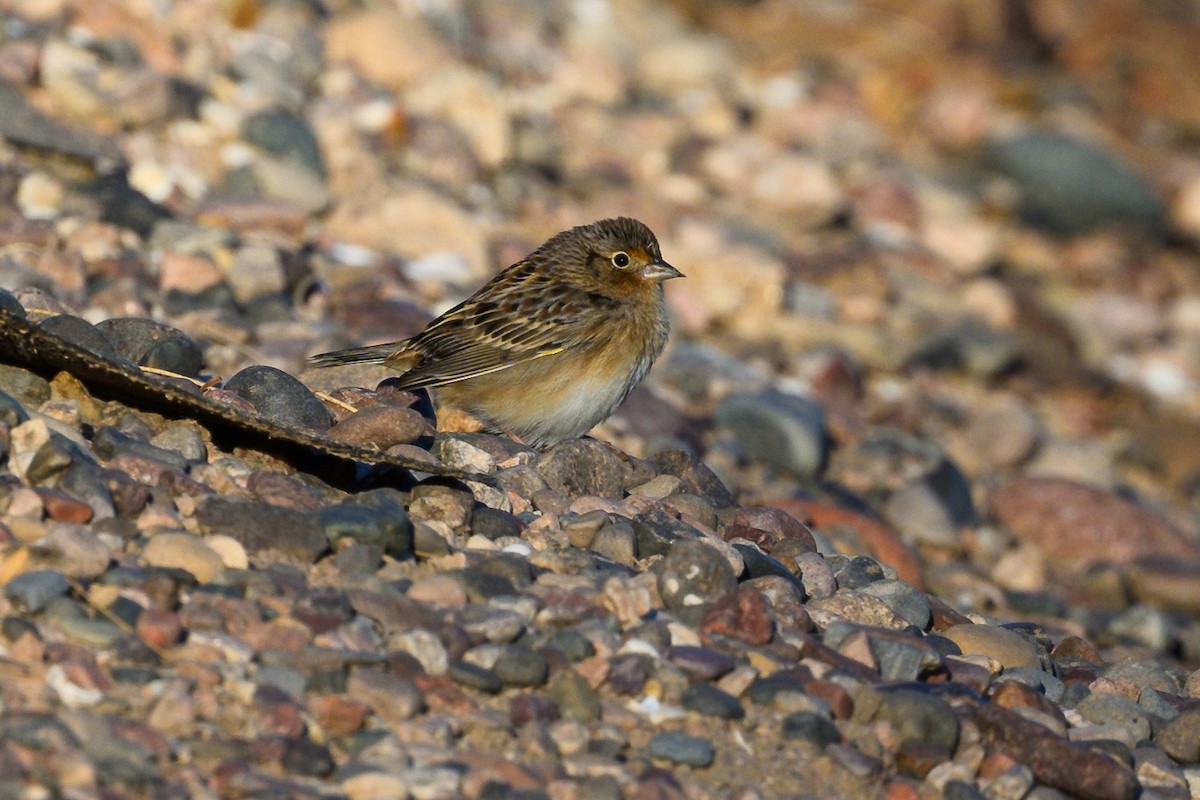Grasshopper Sparrow - ML641556885