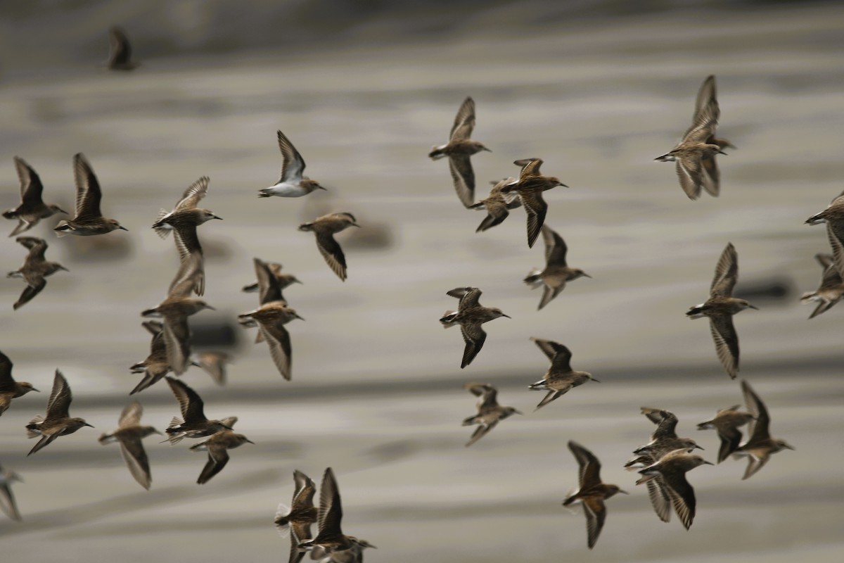 Least Sandpiper - ML641556887