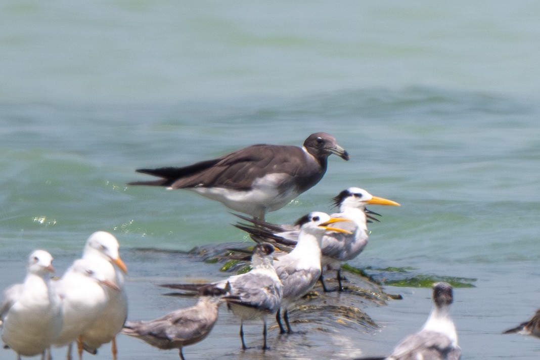 Sooty Gull - ML641556898