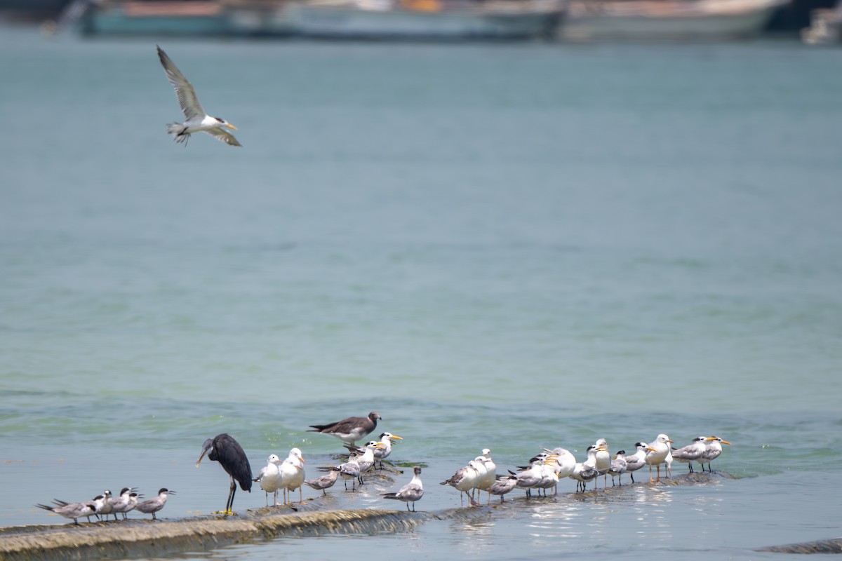 Sooty Gull - ML641556899