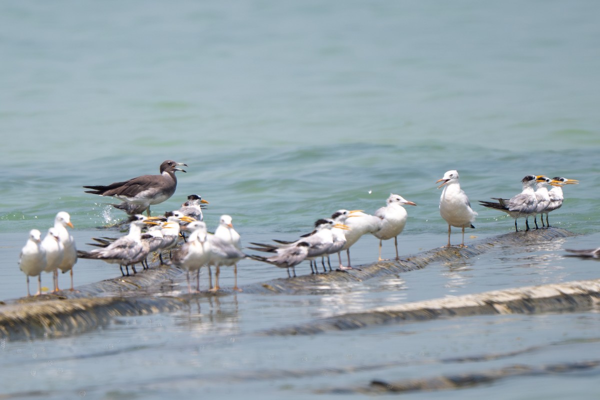 Sooty Gull - ML641557008