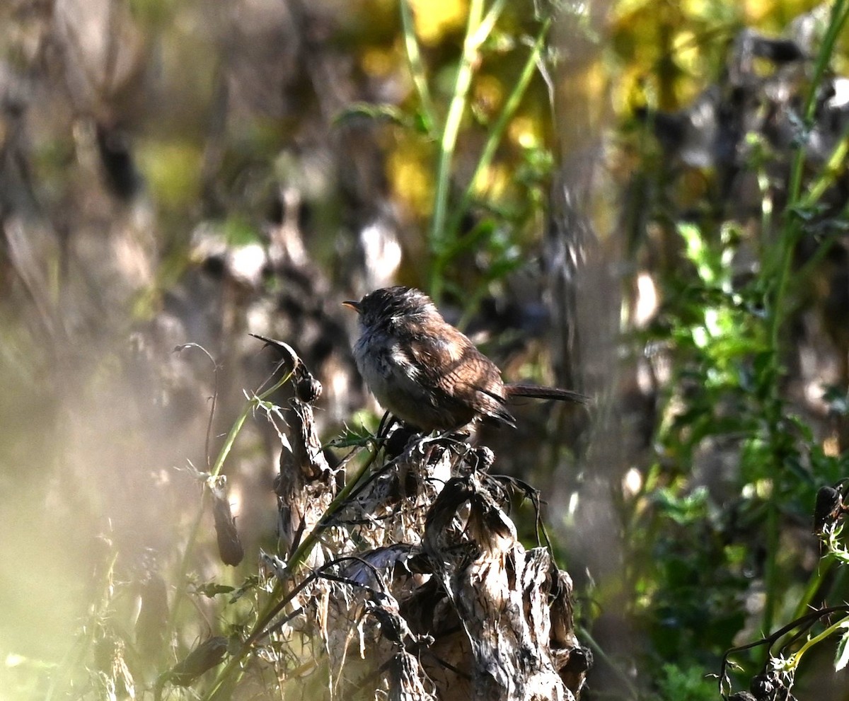 Northern House Wren - ML641557045