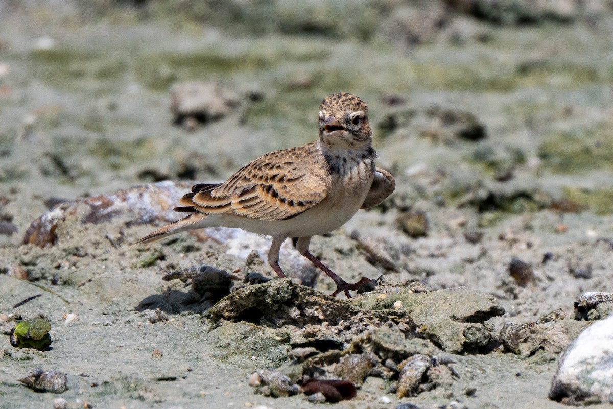 Greater Short-toed Lark - ML641557046