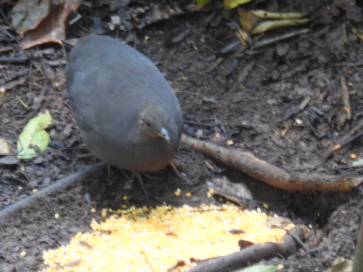 Cinereous Tinamou - ML641557047