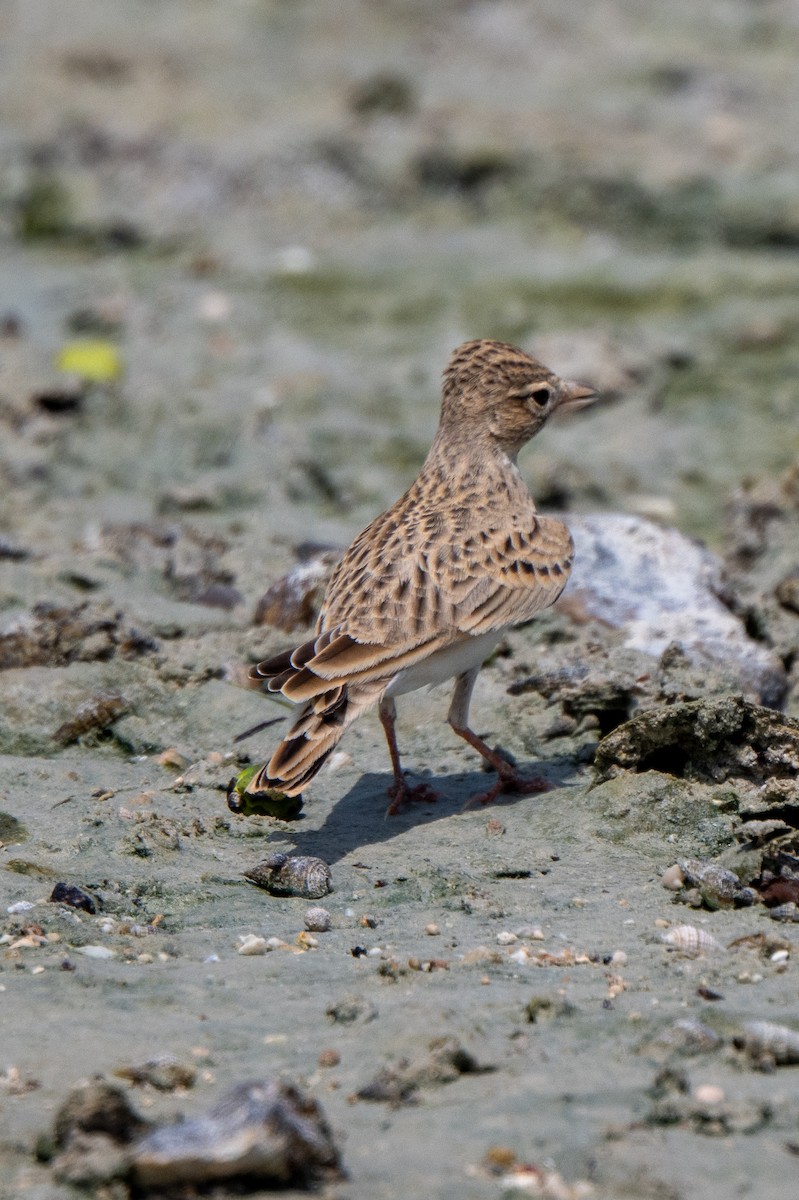 Greater Short-toed Lark - ML641557048