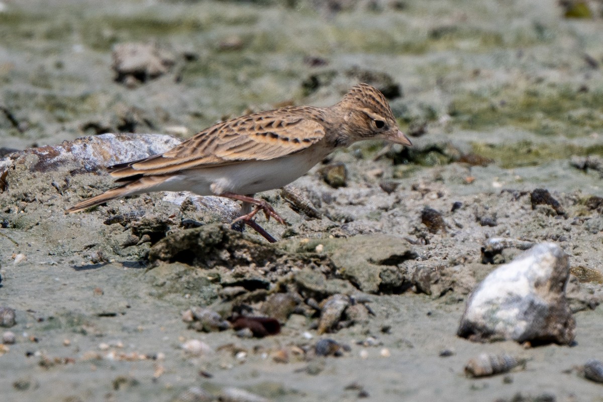 Greater Short-toed Lark - ML641557049