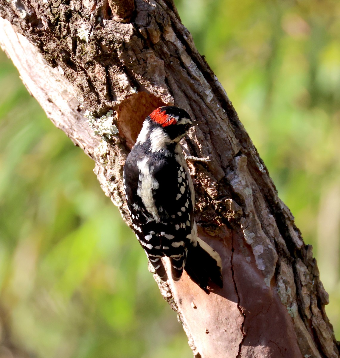 Downy Woodpecker - ML641557136