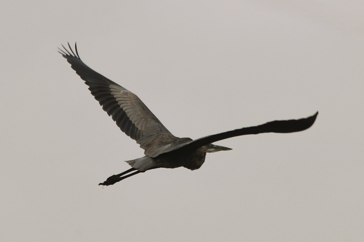Great Blue Heron - ML641557145