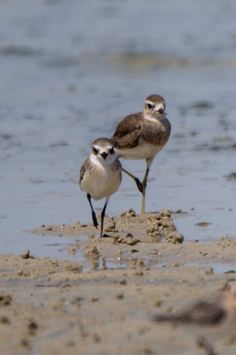 Caspian Plover - ML641557146