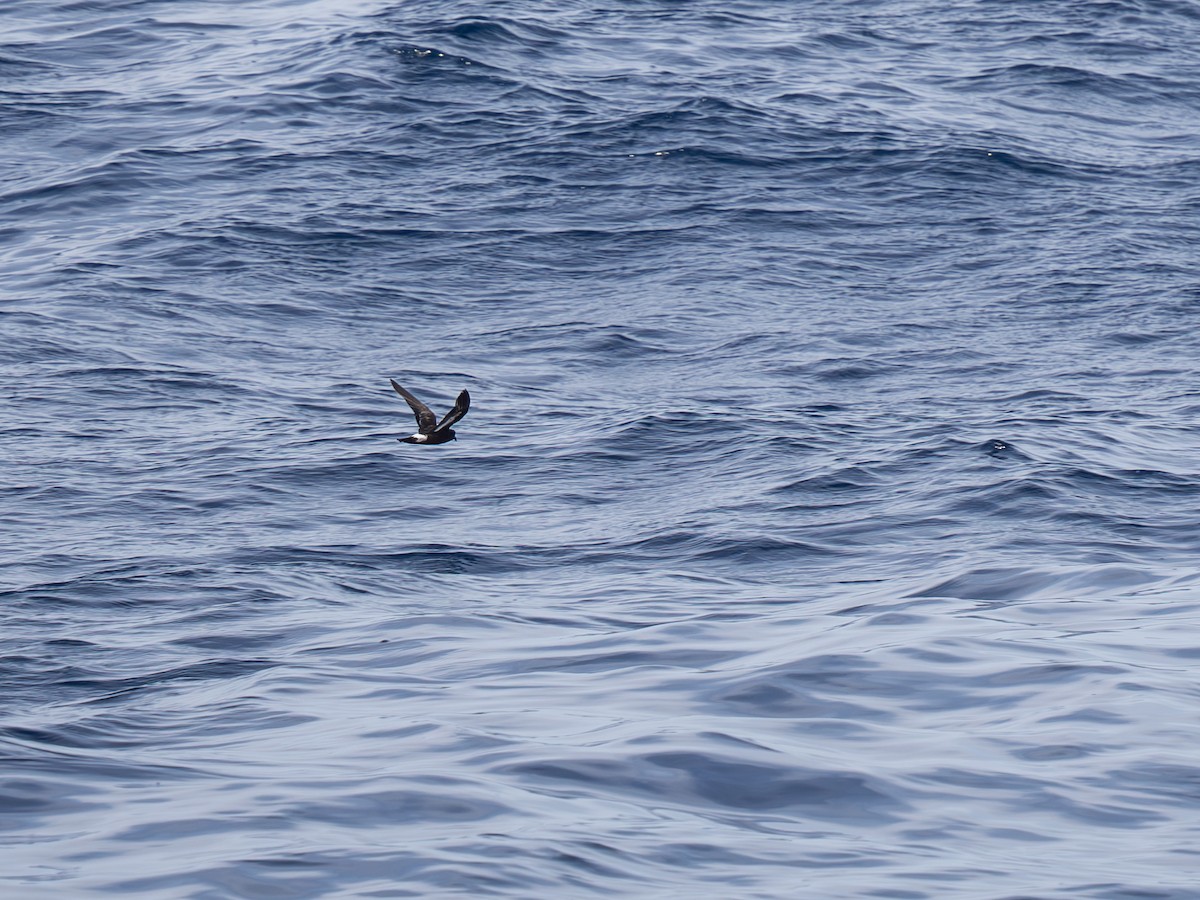 European Storm-Petrel - ML641557149