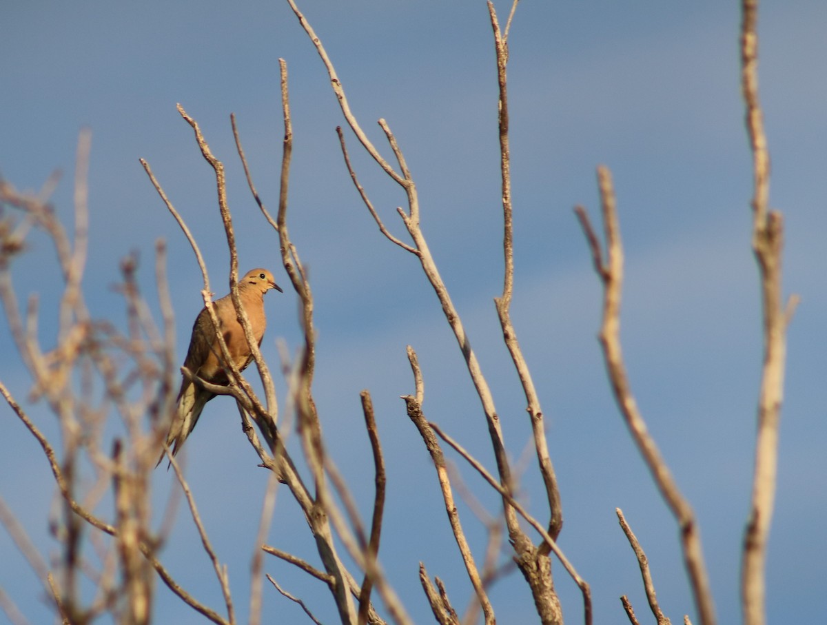 Mourning Dove - ML641557150