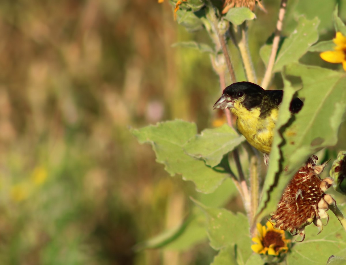 Lesser Goldfinch - ML641557162
