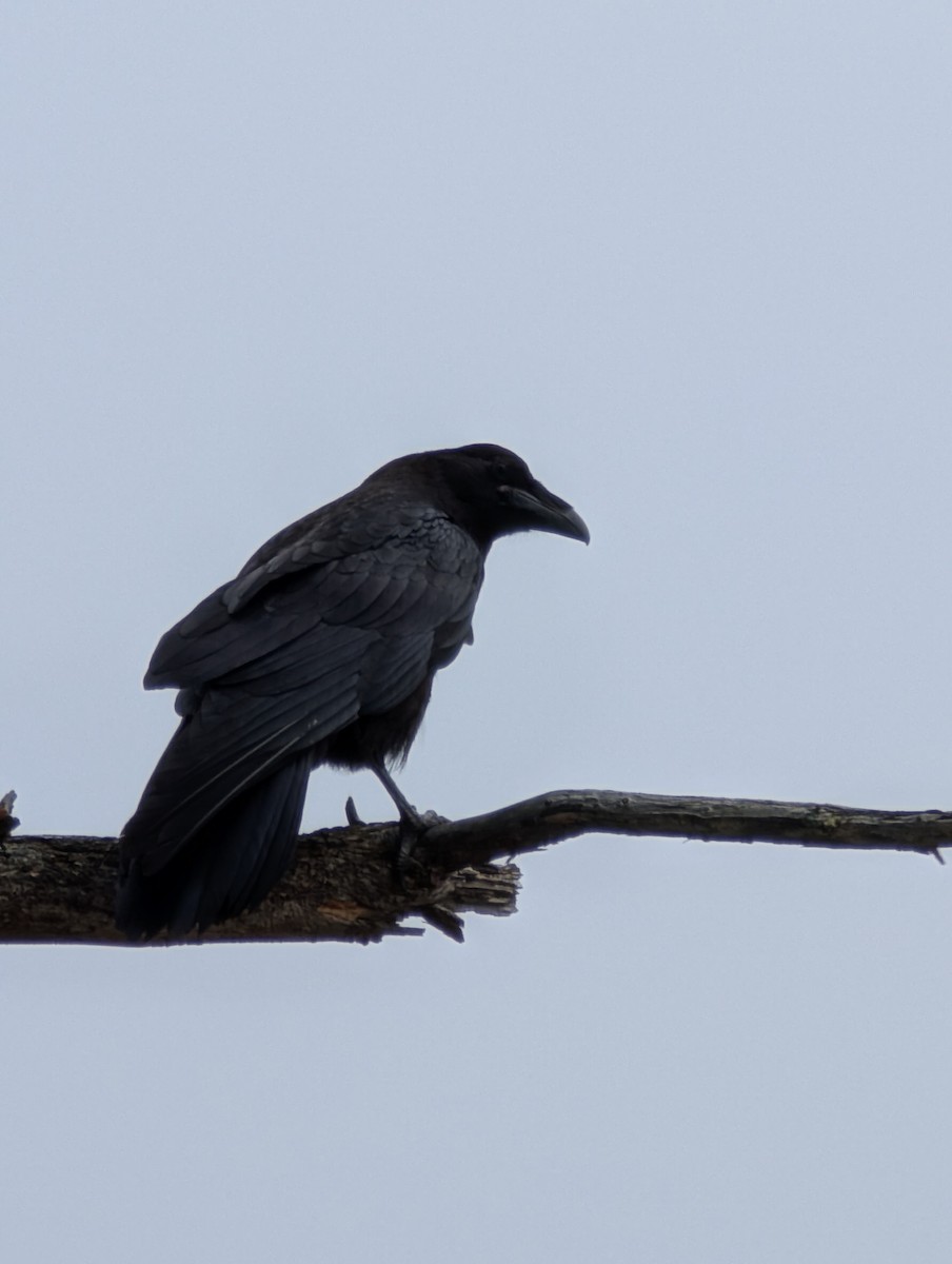 Common Raven - ML641557169