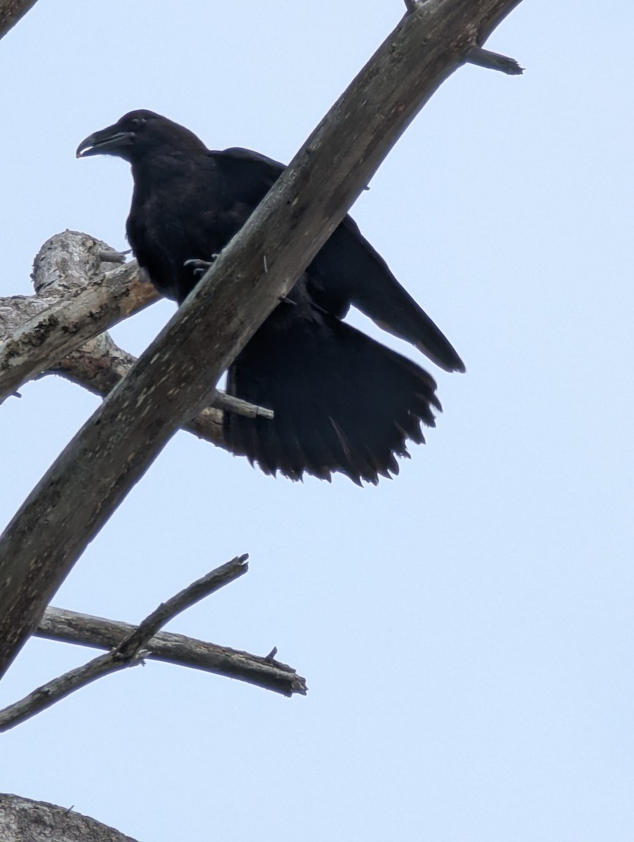 Common Raven - ML641557170