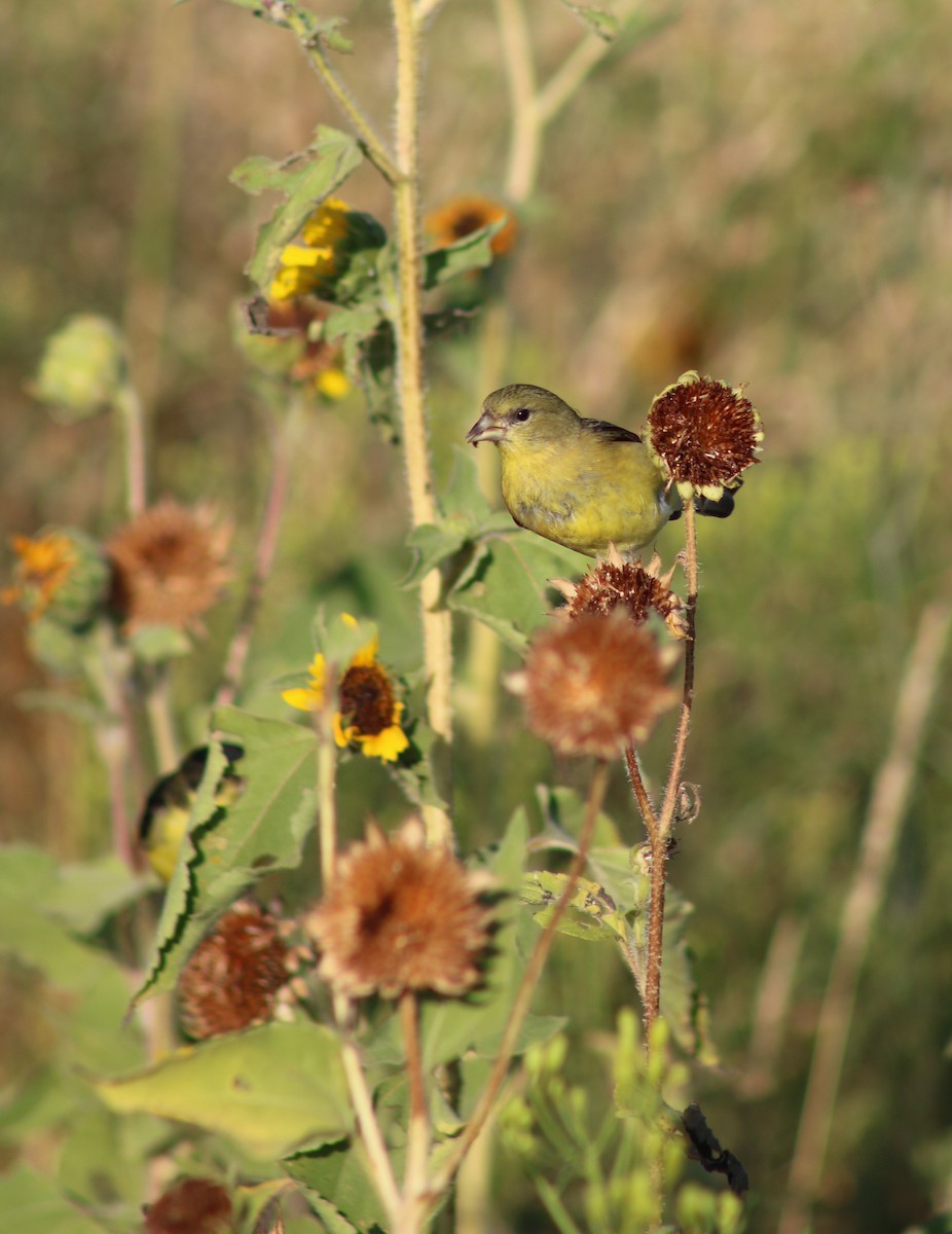 Lesser Goldfinch - ML641557176