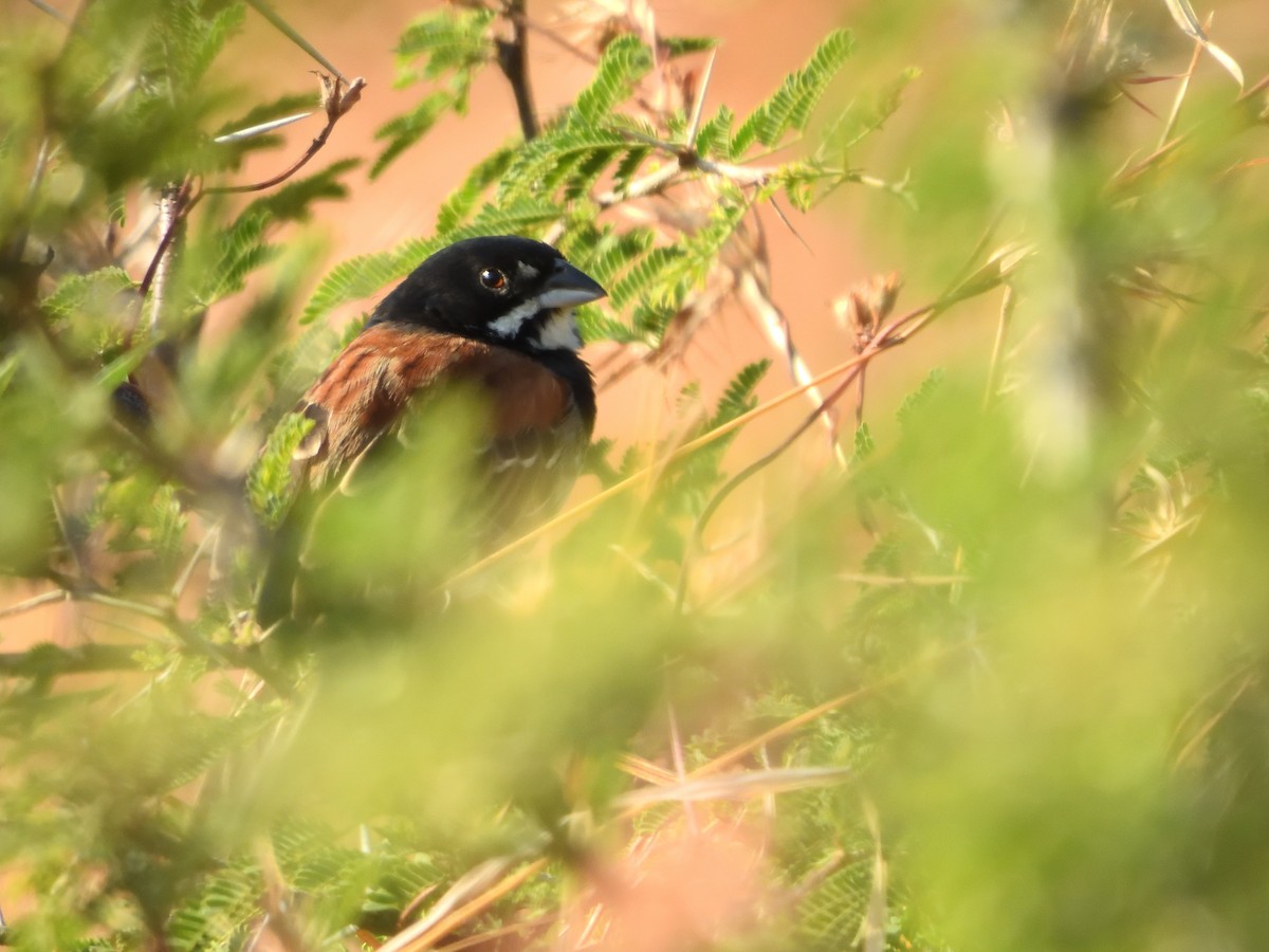 Black-chested Sparrow - ML641557201